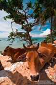 Travel photography:Two cows having a siesta in the shade at Mui Ne beach, Vietnam