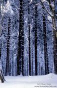 Travel photography:Frozen pine trees, Germany