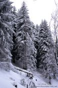 Travel photography:Snow covered pine forest, Germany